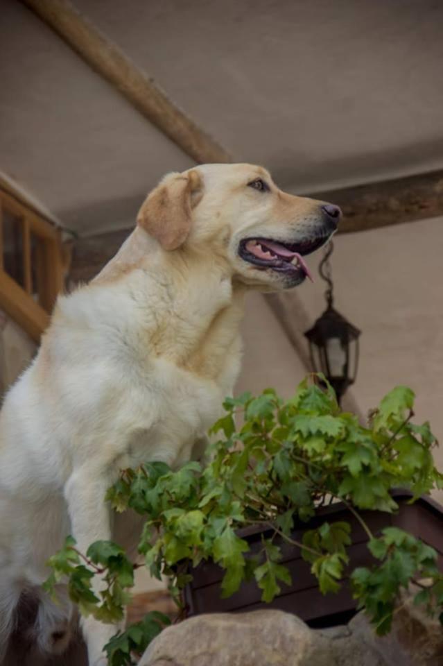 Casa Pukayaku Lodge Caraz Zewnętrze zdjęcie